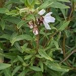 Antirrhinum braun-blanquetii 葉