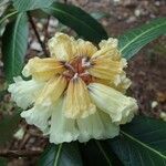 Rhododendron macabeanum Çiçek