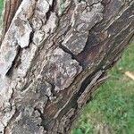 Caragana halodendron Bark