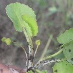 Centella erecta List