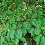 Cornus kousa 叶