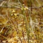 Scheuchzeria palustris Habitus