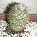 Mammillaria bombycina ᱥᱟᱠᱟᱢ