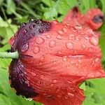 Papaver somniferum Flower