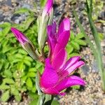 Gladiolus illyricus Kvet