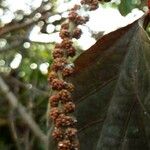 Acalypha wilkesiana Плод