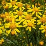 Senecio brasiliensis Flor