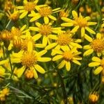 Senecio brasiliensis Λουλούδι