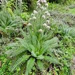 Carduus keniensis Hábito