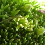 Cherleria sedoides Flower