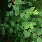 Prunus tomentosa Leaf