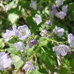 Phacelia bipinnatifida Flor