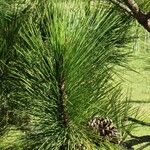 Pinus hartwegii 叶