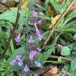 Clinopodium grandiflorum 花