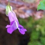 Maurandya barclayana Flor