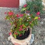 Begonia coccinea Flor