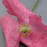 Papaver croceum Blomma