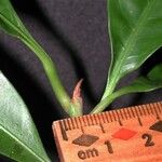 Chrysophyllum venezuelanense Otro