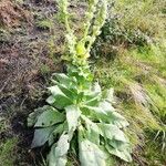 Verbascum thapsus Květ