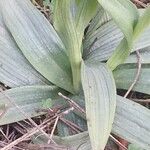 Ophrys virescens Mosusu