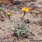 Chaenactis glabriuscula Hábito