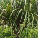 Pandanus urophyllus Yaprak