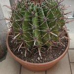 Ferocactus herrerae Foglia