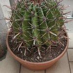 Ferocactus herrerae Hostoa