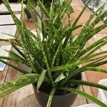 Dracaena stuckyi Yaprak