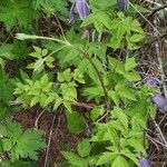 Clematis alpina Blad