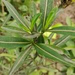 Barleria lupulina Deilen