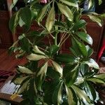 Schefflera arboricola Leaf