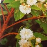 Myrtus communis ফুল