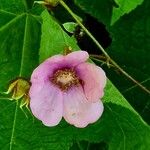 Rubus odoratus Blüte
