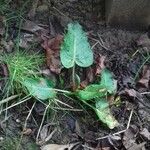 Rumex obtusifolius ശീലം