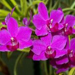 Spathoglottis unguiculata Flower
