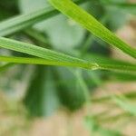 Bromus racemosus Bark