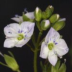Veronica anagallis-aquatica Flower