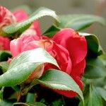 Camellia sasanqua Hoja