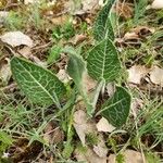 Klasea pinnatifida Leaf