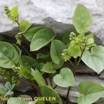 Dioscorea pyrenaica Other