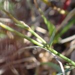 Linum tenuifolium Deilen