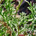 Perralderia coronopifolia Листок