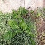 Beta vulgaris Folha