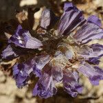Phelipanche arenaria Квітка