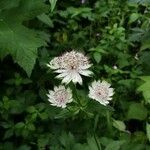 Astrantia major Blüte