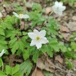 Anemone nemorosa Flower