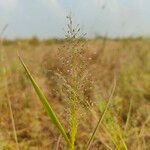 Eragrostis tenella Flower