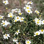 Melampodium leucanthum Květ