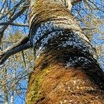 Populus × canescens Bark